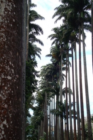 Aléia de palmeiras imperiais