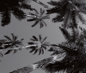 Céu de palmeiras [detalhe]  <br />Foto Cesar Barreto 