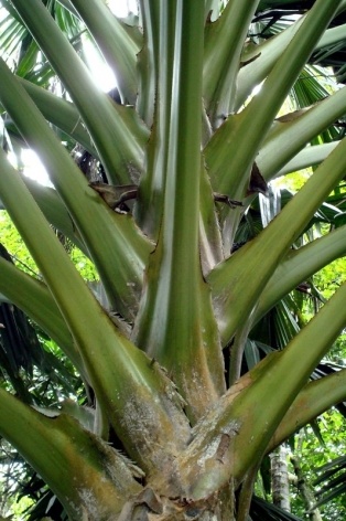 Inserção das folhas na estipe da palmeira talipot