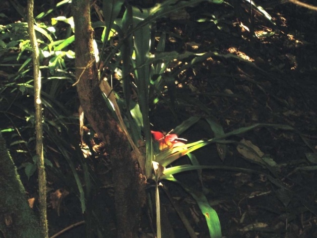 Bertioga, bromélia em meio à vegetação<br />Foto Denise Fernandes Geribello, mar. 2003 