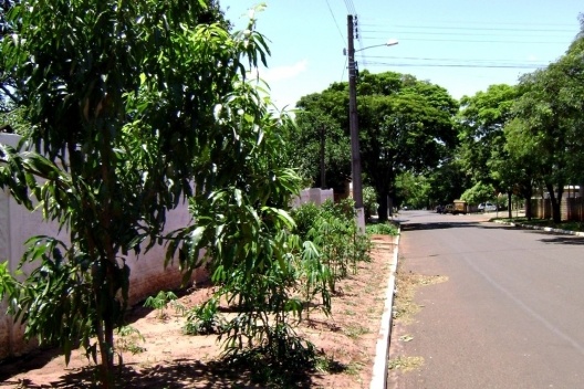 Cultivo de mandioca em uma calçada de Iguaraçu/PR [Acervo das autoras, 2009]