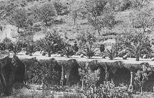 Fig. 9 - Legenda: Detalhe de um postal de 1905, mostrando as Palmeiras-de-Canárias plantadas sobre bacias subterrâneas ao longo da via principal [Cátedra Gaudí]