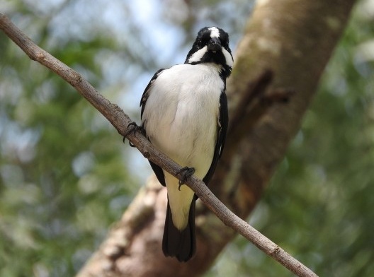 Bigodinho (<i>Sporophila lineola</i>), pájaro migratorio<br />Foto/photo Jose Getulio de Oliveira  [Creative Commons]