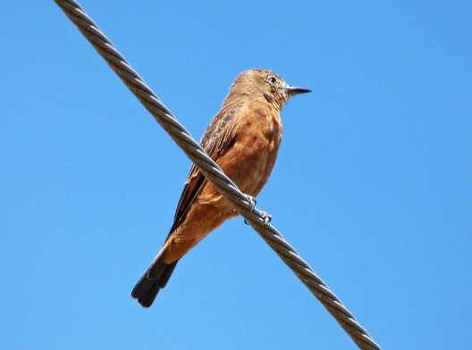 João-pires, or gibão-de-couro (<i>Hirundinea ferrugínea</i>), migratory bird<br />Foto/photo João Batista Shimoto  [Creative Commons]