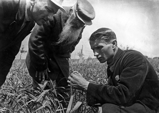 Trofim Lysenko (1898-1976), biólogo e agrônomo ucraniano defensor de ideias pseudocientíficas, observa o crescimento do trigo no campo de cooperativa agrícola coletiva perto de Odessa, Ucrânia, anos 1930<br />Foto divulgação  [SOVFOTO/UIG]