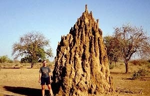 Figura 09 – Nido de termitas