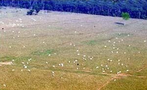 Desmatamento ilegal para criação de gado no Mato Grosso, Brasil. <br />Foto Alberto César.  [Greenpeace]
