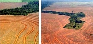 Desmatamento ilegal para plantação de soja em Novo Progresso, Pará.<br />Foto Alberto César.  [Greenpeace]