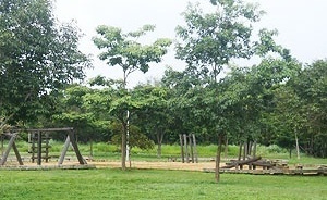 Fig. 8: ‘Praça da Árvore’ não utilizada, na Quadra 204N<br />Autoria: Patrícia Orfila (2009) 